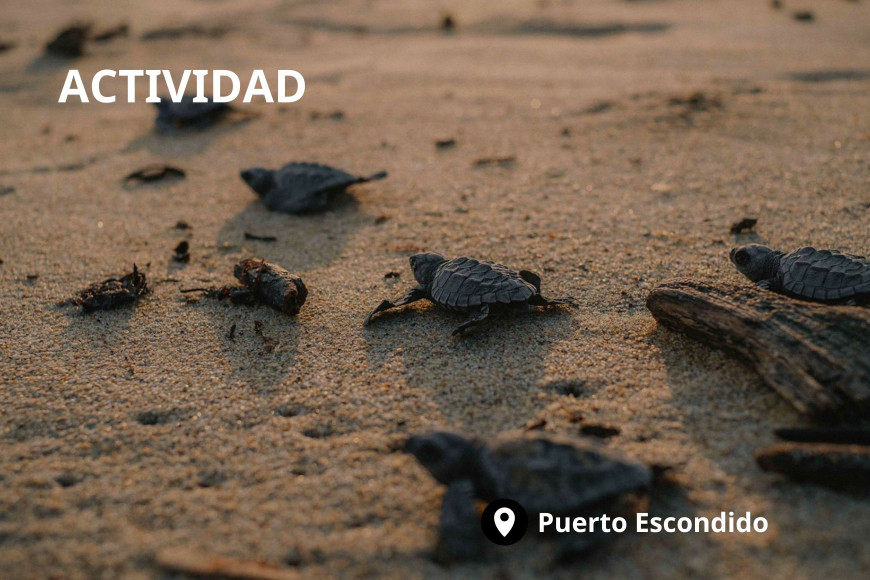   Liberación de tortugas en la playa de Colotepec