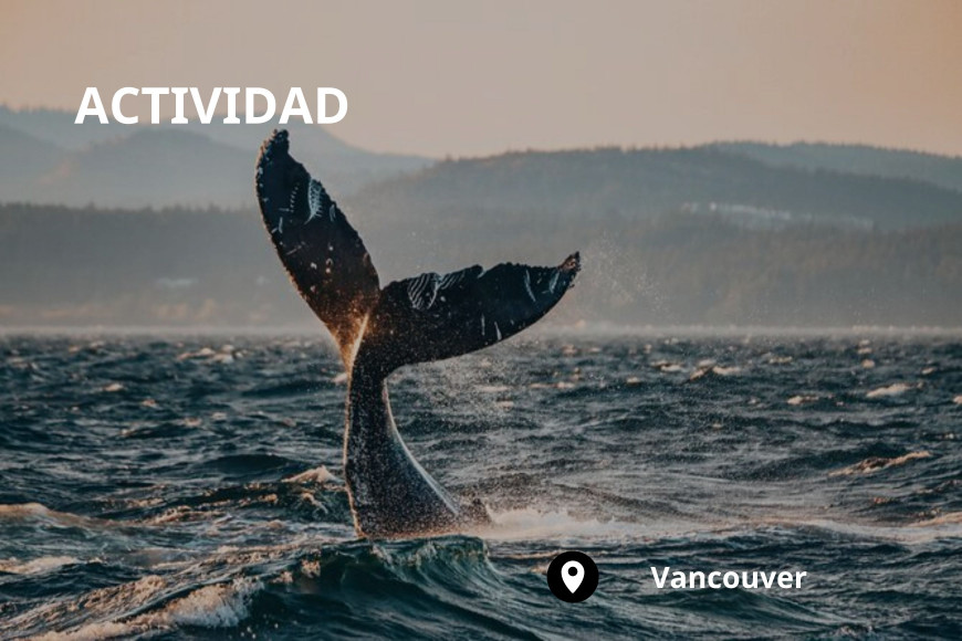Avistamiento de Ballenas en Vancouver
