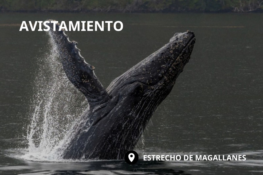   Avistamiento de ballenas en el estrecho de Magallanes