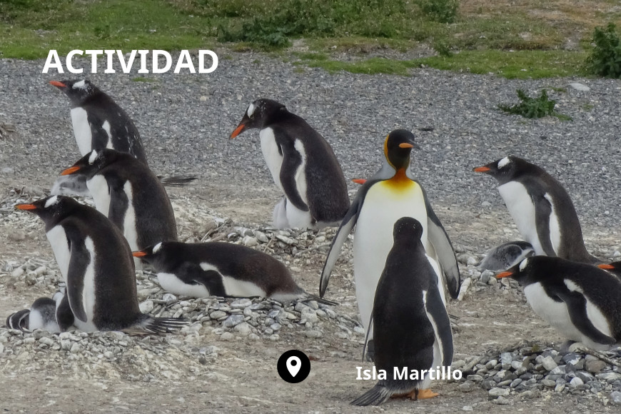 Ruta de la Centolla + Avistamiento de pingüinos en la isla Martillo