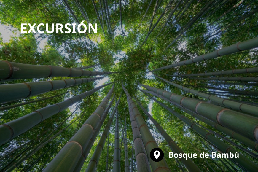 Excursión a Teziutlán, la Ruta de Cascadas y el Bosque de Bambú