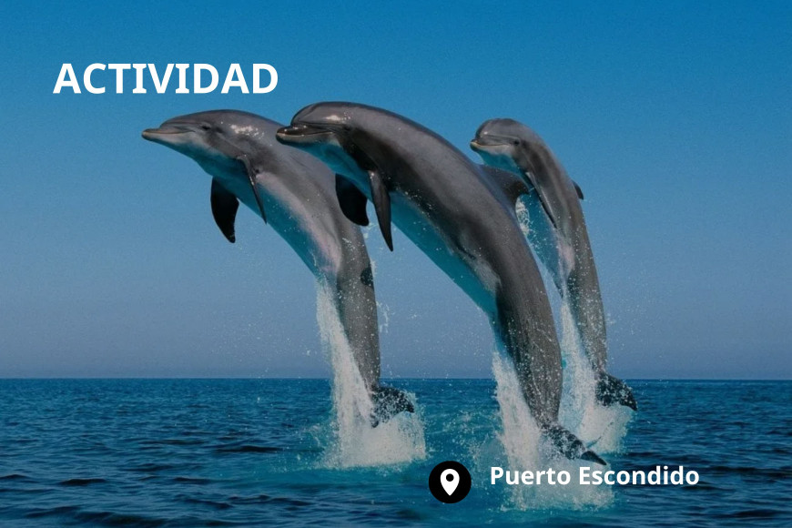   Avistamiento de ballenas y delfines en Puerto Escondido